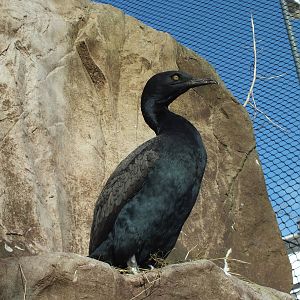 Bank cormorant (Phalacrocorax neglectus) at Living Coasts - January 30th 20