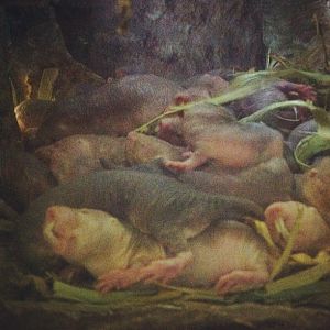naked mole rats