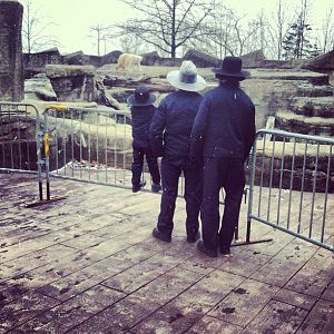 polar bear and amish