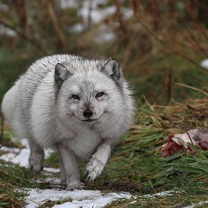 Arctic Fox