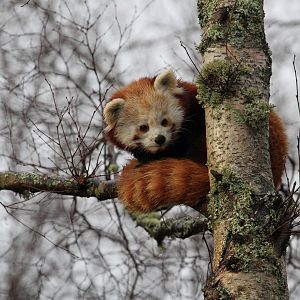 Red Panda