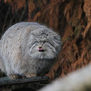 Pallas Cat