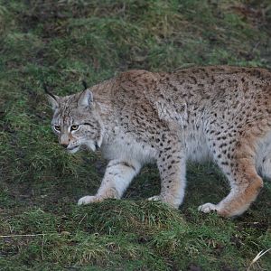 Northern Lynx