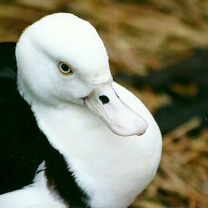 Radjah Shelduck 27th December 2012