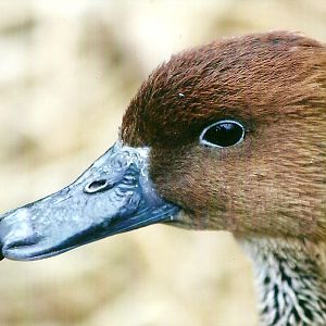 Fulvous Whistling Duck 27th December 2012