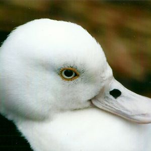 Radjah Shelduck 27th December 2012