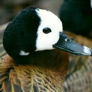 White-faced Whistling Duck 27th December 2012