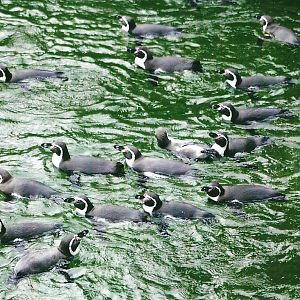 A sea of Penguins 27th December 2012