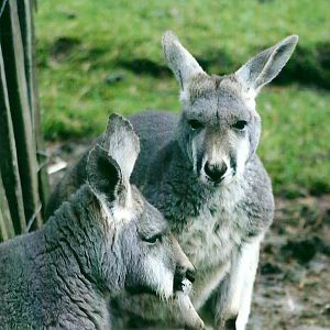 Red Kangaroos 27th December 2012