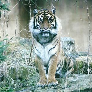 Sumatran Tiger 27th December 2012