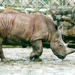 White Rhinoceros 27th December 2012