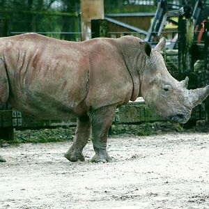 White Rhinoceros 27th December 2012