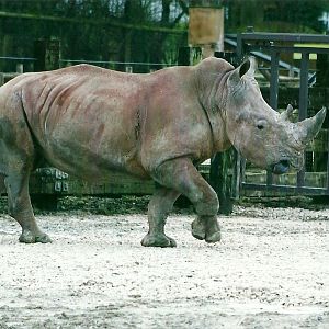 White Rhinoceros 27th December 2012