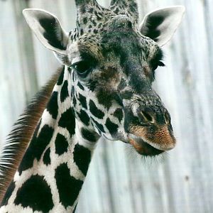 Hybrid Giraffe 27th December 2012