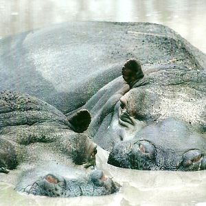 Common Hippopotamuses 27th December 2012