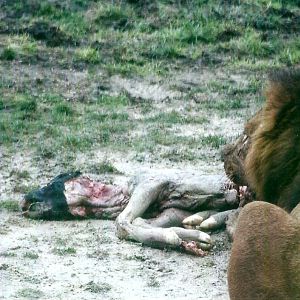 African Lion feeding 27th December 2012