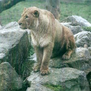 African Lion 27th December 2012