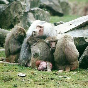 Hamadryas Baboons 27th December 2012