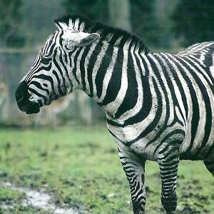 Grant's Zebra 27th December 2012