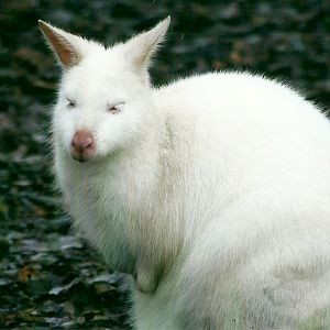 Albino Bennett's Wallaby 27th December 2012