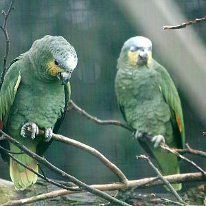 Orange-winged Amazons 27th December 2012