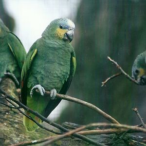Orange-winged Amazons 27th December 2012