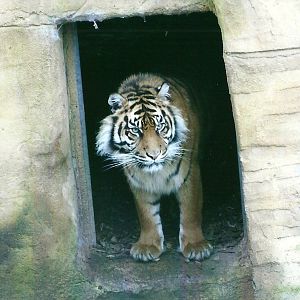 Sumatran Tiger 27th December 2012