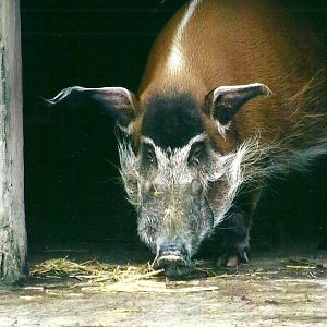 Red River Hog 27th December 2012