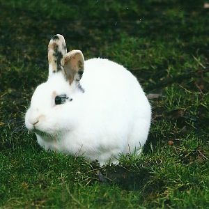 Domestic Rabbit 27th December 2012
