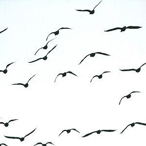 Barnacle Geese 27th December 2012