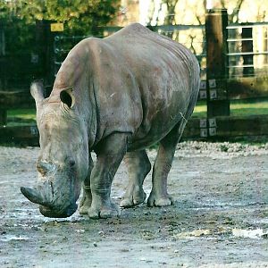 White Rhinoceros 4th January 2013