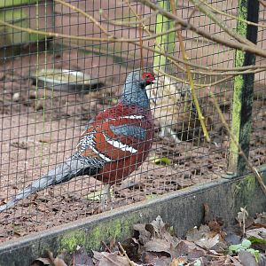 Scintillating copper pheasant