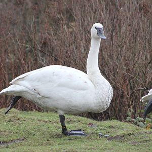 Whooper or Tundra swan