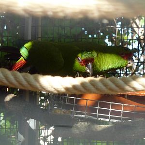 Slender-billed conures, December 2012