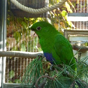 Purple-bellied parrot, December 2012
