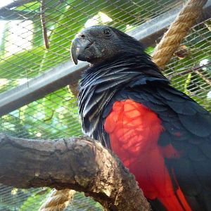 Pesquet's parrot, December 2012