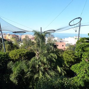 Katandra treetops, December 2012