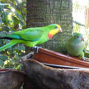 Superb parrots, December 2012