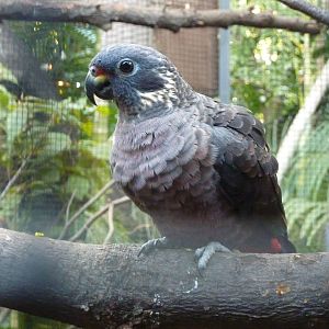Dusky parrot, December 2012