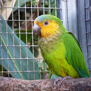 Brown-throated conure, December 2012