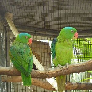 Blue-naped parrots, December 2012
