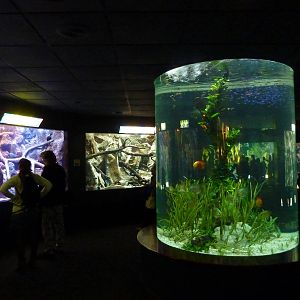 Aquarium tanks, December 2012