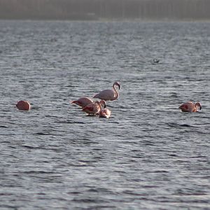 wild flamingos