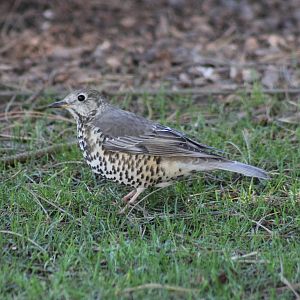 Thrush sp?