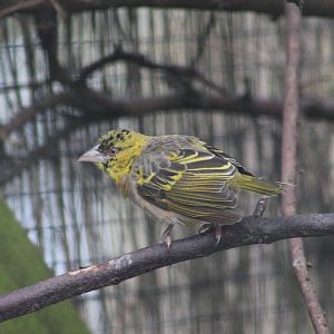 Mottled weaver