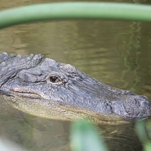 American alligator