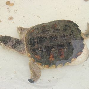 Common snapping turtle