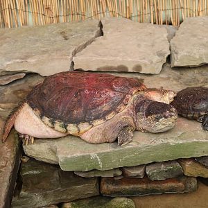 Common snapping turtle and red-eared slider