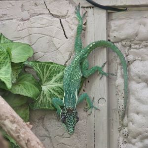 Cuban knight anole