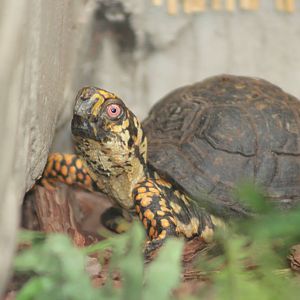 Eastern box turtle